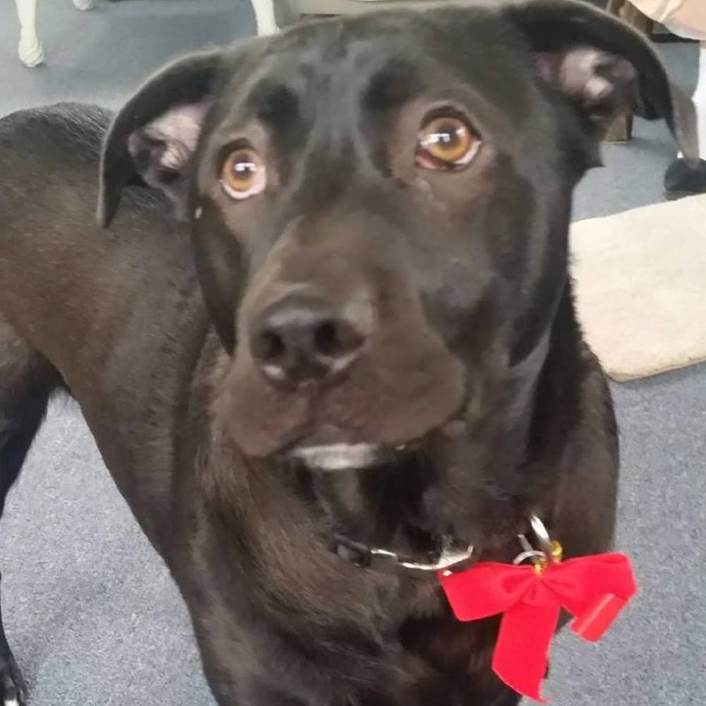 Meet your Posher, Rufus